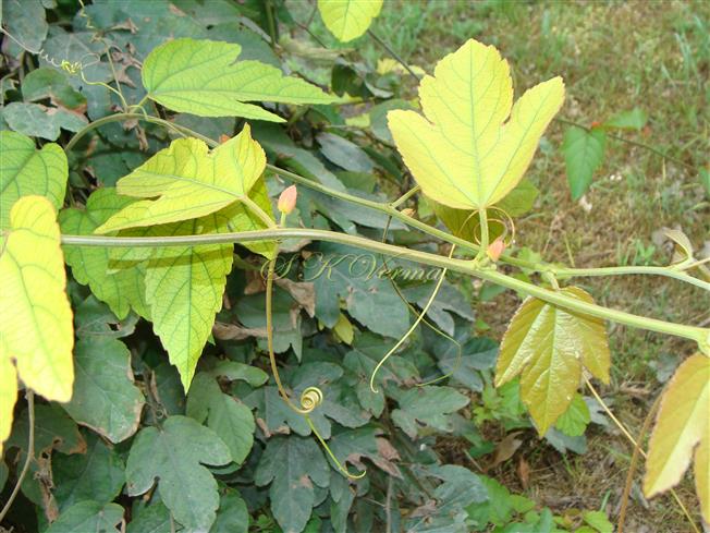  Branch